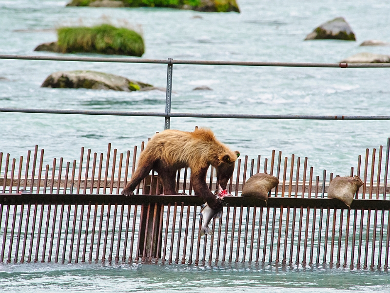 Alaska Wildlife-3.JPG